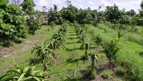 Dragon-fruit-plants-farm-surrounded-by-trees,-agriculture-hose-running-through,-drone-ascending