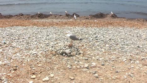 Seagull-on-pebble-stone-dirty-beach-with-algae-plant-near-sea-water