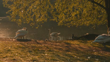 Kamerafahrt-Vorbei-An-Schwänen-Am-See-Im-Morgengrauen-Mit-Wunderschönem-Goldenen-Licht