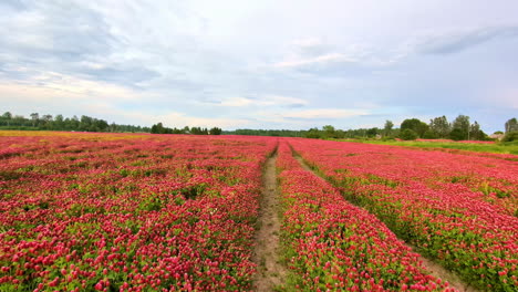 Vibrant-red-flower-field-stretching-under-a-partly-cloudy-sky-with-a-dirt-path-through-the-center