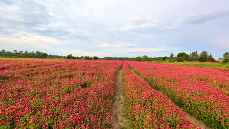 Leuchtend-Rotes-Blumenfeld,-Das-Sich-Unter-Einem-Teilweise-Bewölkten-Himmel-Erstreckt,-Mit-Einem-Feldweg-Durch-Die-Mitte