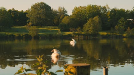 Swans-on-Lake-at-Sunrise-with-Green-Fields-and-Trees-in-Background---Golden-Hour-Lighting