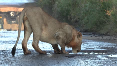 Ein-Junger-Männlicher-Löwe-Trinkt-Wasser-Aus-Einer-Kleinen-Pfütze-Auf-Der-Straße,-Bevor-Er-Weggeht