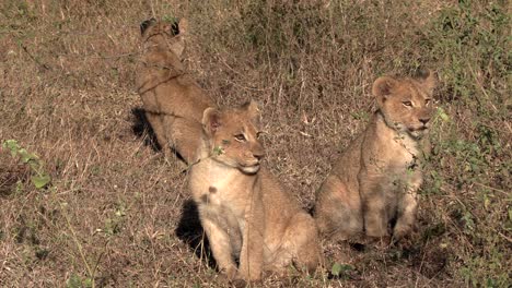 Cachorros-De-León,-Mirando-Con-Curiosidad-A-Su-Alrededor-En-Las-Primeras-Horas-De-La-Mañana-En-El-Parque-Nacional-Kruger