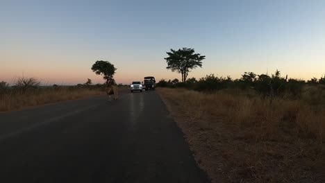 Löwen-Laufen-Bei-Sonnenuntergang-Auf-Der-Straße-Im-Krüger-Nationalpark