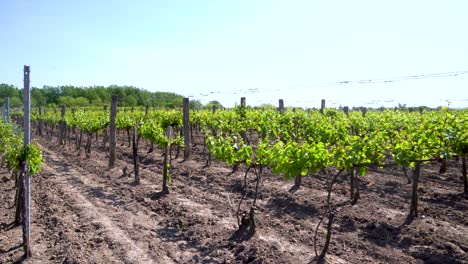 Vineyard-in-Nemesnádudvar,-Hungary-on-a-sunny-day-with-rows-of-grapevines-growing