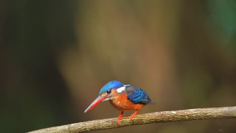 Ein-Blauohr-Eisvogel-Beobachtet-Von-Einem-Ast-Aus-Den-Fisch,-Auf-Den-Er-Zielt