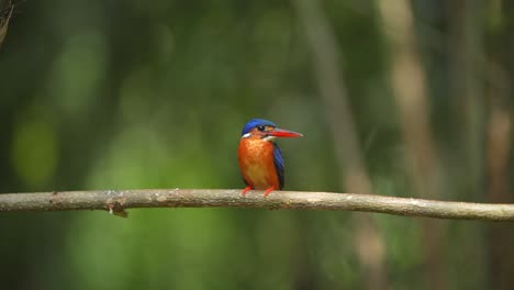 El-Pájaro-Martín-Pescador-De-Orejas-Azules-Se-Posa-En-Una-Rama-Con-La-Cabeza-Mirando-De-Izquierda-A-Derecha-Hacia-Arriba-Y-Hacia-Abajo,-Luego-Se-Rasca-La-Cabeza-Con-Los-Pies