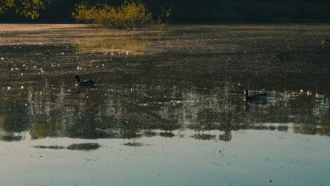 Mallard-Ducks-Swimming-Slow-Across-Lake-at-Sunrise-with-Small-Ripples-in-Water---Slow-Motion