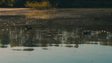 Patos-Mallard-Nadando-Lentamente-A-Través-Del-Lago-Al-Amanecer-Con-Pequeñas-Ondas-En-El-Agua---Cámara-Lenta