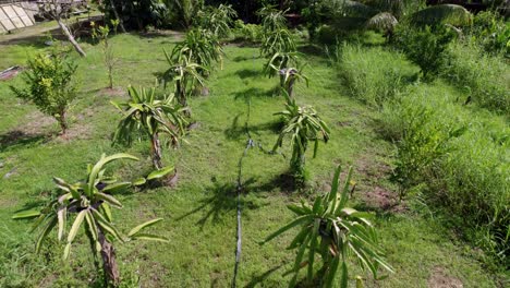 Dragon-fruit-plants-farm-surrounded-by-fruit-trees,-agriculture-hose-running-through,-drone-ascending