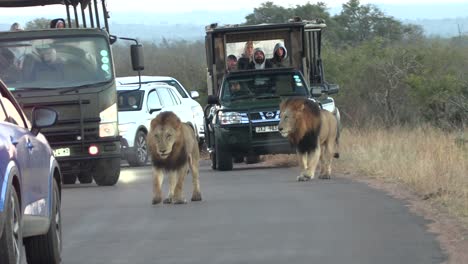 In-Mpumalanga-province,-large-male-lions-with-dark-manes-walk-in-front-of-safari-vehicles