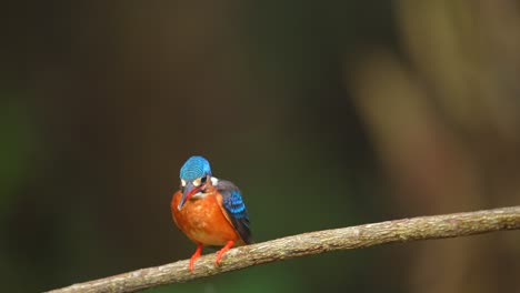 Un-Pájaro-Martín-Pescador-De-Orejas-Azules-Estaba-Observando-El-Pez-Al-Que-Apuntaba-Y-Trató-De-Atraparlo-Pero-Falló