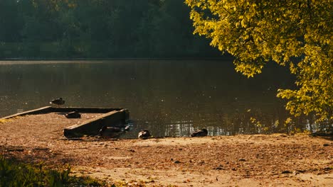 Ducks-Mallards-Resting-Next-to-Calm-Lake-at-Sunrise-with-Golden-Hour-Light-and-Trees-Background