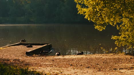 Enten-Und-Stockenten-Ruhen-Neben-Einem-Ruhigen-See-Bei-Sonnenaufgang-Mit-Goldenem-Stundenlicht-Und-Bäumen-Im-Hintergrund