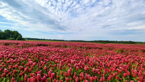 Lebendiges-Feld-Blühender-Roter-Blumen-Unter-Einem-Teilweise-Bewölkten-Himmel