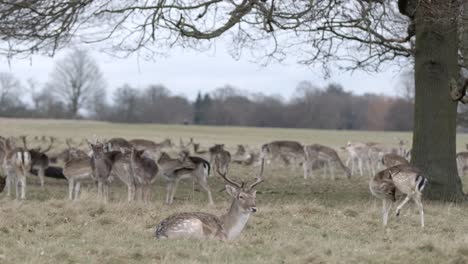 Herde-Von-Rehen-Grasen-In-Richmond-Park,-Mit-Einem-Hirsch-Unter-Einem-Baum-Ruhen-An-Einem-Bewölkten-Wintertag