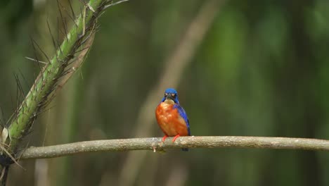 a-Blue-eared-kingfisher-bird-was-waiting-for-its-target-fish,-then-defecated-on-a-branch