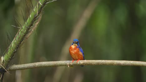 Ein-Eisvogel-Mit-Blauen-Ohren-Wartete-Auf-Seinen-Zielfisch-Und-Machte-Dann-Auf-Einem-Ast-Kot