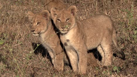 Close-up-shot-of-two-lion-cubs-standing-next-to-each-other