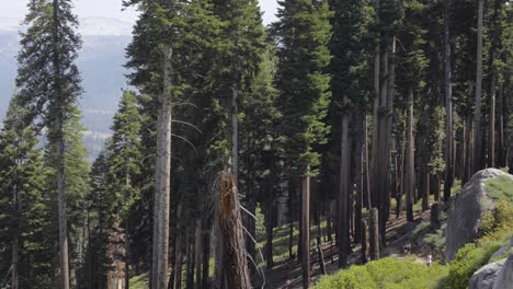 Timelapse-of-one-of-the-trails-in-the-Yosemite-National-Park-with-some-pine-trees-and-birch-trees