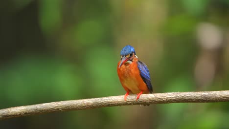 Un-Pájaro-Martín-Pescador-De-Orejas-Azules-Estaba-Posado-En-Una-Pequeña-Rama-Mientras-Observaba-El-Pez-Debajo-Al-Que-Apuntaba