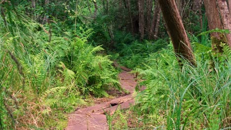 Winding-Sweet-Track-neolithic-wooden-walkway-in-woodlands-of-peat-land-in-Shapwick-Heath-on-Somerset-Levels-in-England-UK