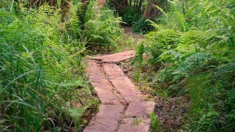 Sweet-Track-through-ferns-in-woodland-in-peat-land-of-Shapwick-Heath-on-Somerset-Levels-in-England-UK