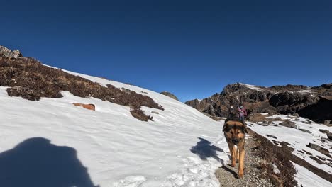 Hiking-the-high-himalayas-with-a-local-shepherd-dog