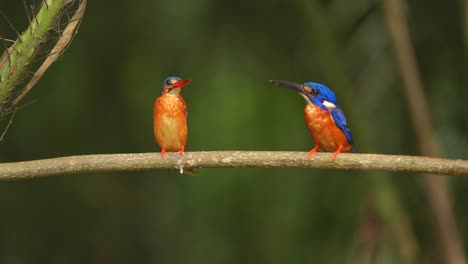 a-pair-of-male-and-female-Blue-eared-kingfisher-bird-are-sitting-together-perched-on-a-small-branch