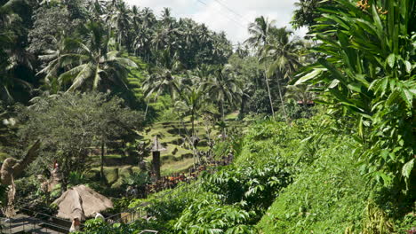 Palm-Trees-And-Rice-Terraces-At-Alas-Harum-Bali-In-Tegallalang,-Bali,-Indonesia