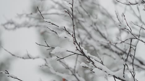 Zarte-Schneeflocken-Bedecken-Langsam-Die-Dunklen-Schlanken-Zweige-Einer-Birke-Während-Des-Ersten-Schneefalls