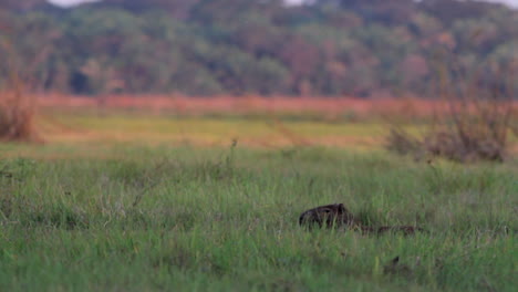 Floating-heads-of-walking-Capybaras-in-marsh-river-edge-in-the-rain-in-tropical-Bolivia