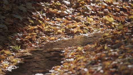 Ein-Flacher-Bach-Fließt-Langsam-Durch-Den-Herbstwald,-Seine-Ufer-Sind-Mit-Einer-Dicken-Decke-Aus-Laub-Bedeckt