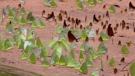 Diversity-of-tropical-butterflies-on-sandy-stream-beach,-sitting-and-flying-in-Slow-motion-120p-Rainforest-jungle