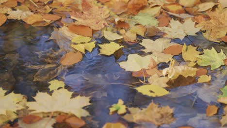 Colorful-fallen-leaves-float-on-the-surface-of-a-shallow-stream,-with-decaying-leaves-visible-on-the-bottom