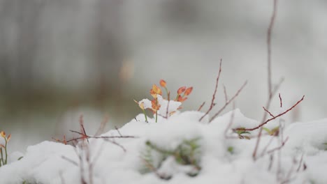 Colorful-autumn-undergrowth-is-covered-by-the-light-first-snow