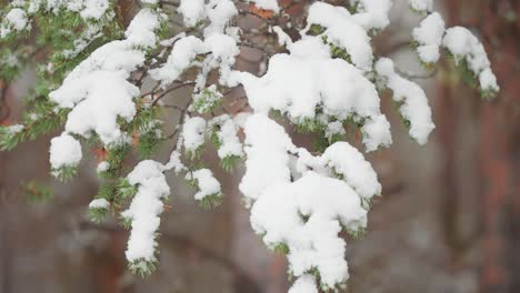 Eine-Nahaufnahme-Von-Kiefernzweigen,-Die-Mit-Frischem-Schnee-Bedeckt-Sind-Und-Die-Komplizierten-Details-Vor-Der-Winterlichen-Kulisse-Zur-Schau-Stellen