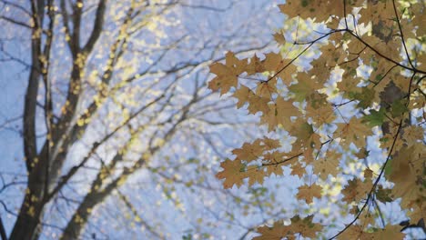 Blick-Hinauf-Zum-Wolkenlosen-Himmel-Durch-Die-Kronen-Der-Herbstbäume