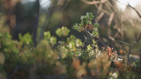 A-young-pine-tree-sapling-emerges-amidst-the-dense-forest-undergrowth,-symbolizing-new-growth-and-resilience-is-captured-in-the-parallax-video