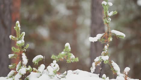 Young-pine-tree-saplings-are-covered-with-fresh-snow-in-the-Norwegian-forest,-standing-out-against-the-wintry-landscape