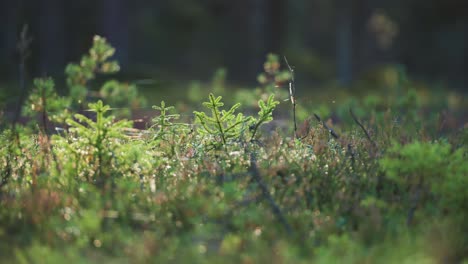 Ethereal-cobwebs-stretch-between-vibrant-green-pine-tree-saplings,-creating-a-mesmerizing-scene