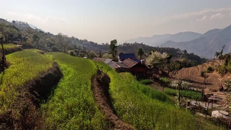 Campos-En-Terrazas-En-Las-Estribaciones-Del-Himalaya,-Región-De-Helambu,-Nepal