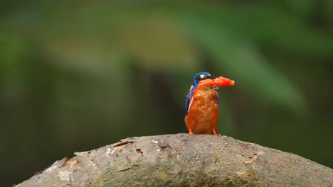 Ein-Blauohriger-Eisvogel-Schnappte-Nach-Einem-Großen-Frischen-Fisch,-Den-Er-Gefangen-Hatte,-Und-Verschluckte-Ihn-Mühelos