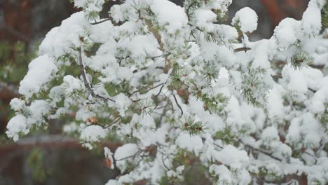 Eine-Nahaufnahme-Zeigt-Den-Ersten-Schneefall,-Der-Langsam-Die-Zweige-Einer-Kiefer-Bedeckt