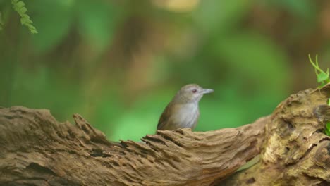 Horsfields-Babbler-Vogel-Frisst-Eine-Raupe-Auf-Einem-Trockenen-Blatt