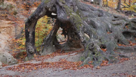 Old,-withered-exposed-roots-of-a-dead-tree-contrast-against-the-sandy,-rocky-terrain-in-the-autumn-forest