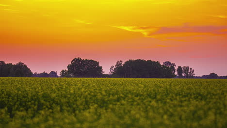 Golden-sunset-over-rapeseed-blossoms-in-the-countryside---time-lapse