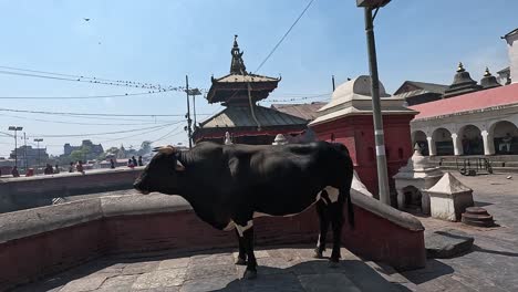 Complejo-De-Cremación-Del-Templo-Pashupatinath-A-Orillas-Del-Río-Sagrado-Bagmati-En-Katmandú,-Nepal