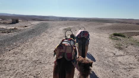Camel-ride-day-trip-in-Agafay-Desert,-arabic-nomadic-method-of-transport